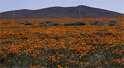Poppy preserve I